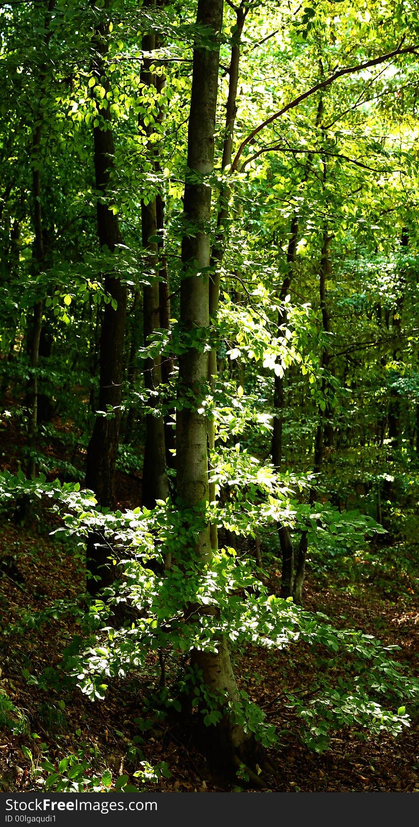 Green forest during summer