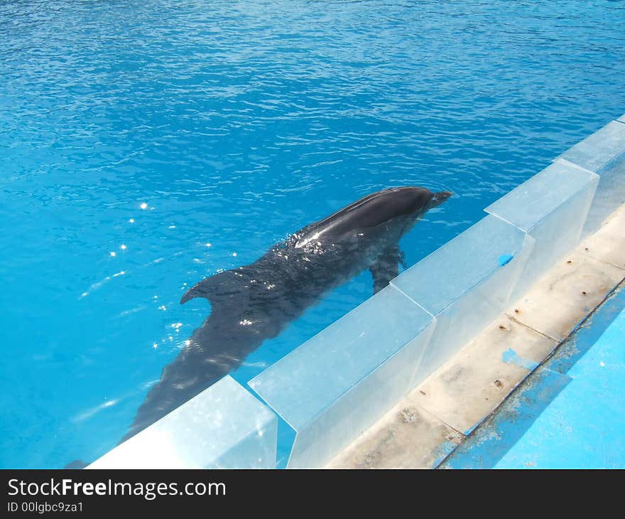 Dolphin in swimming pool