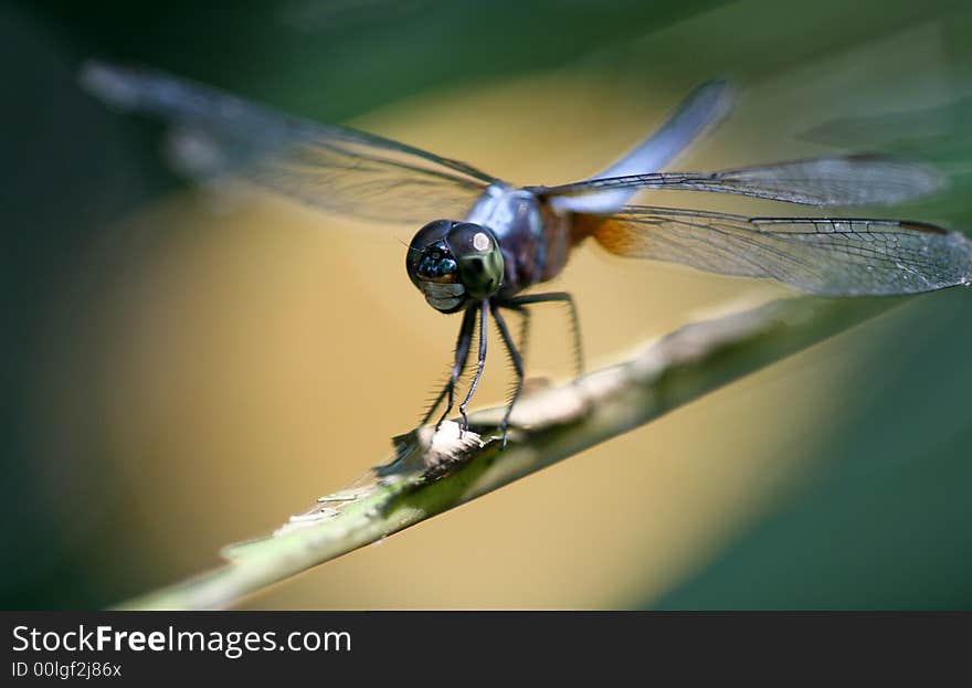 A dragonfly resting on a plant