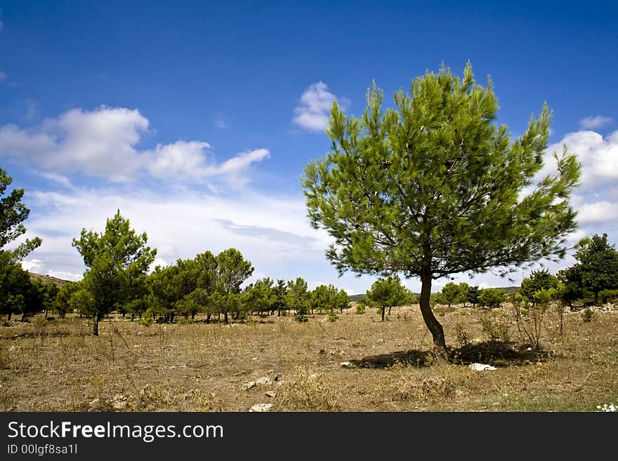 Sicilian Landscape, the pines