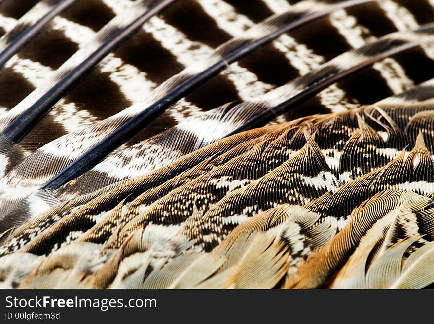 PHEASANT S FEATHER