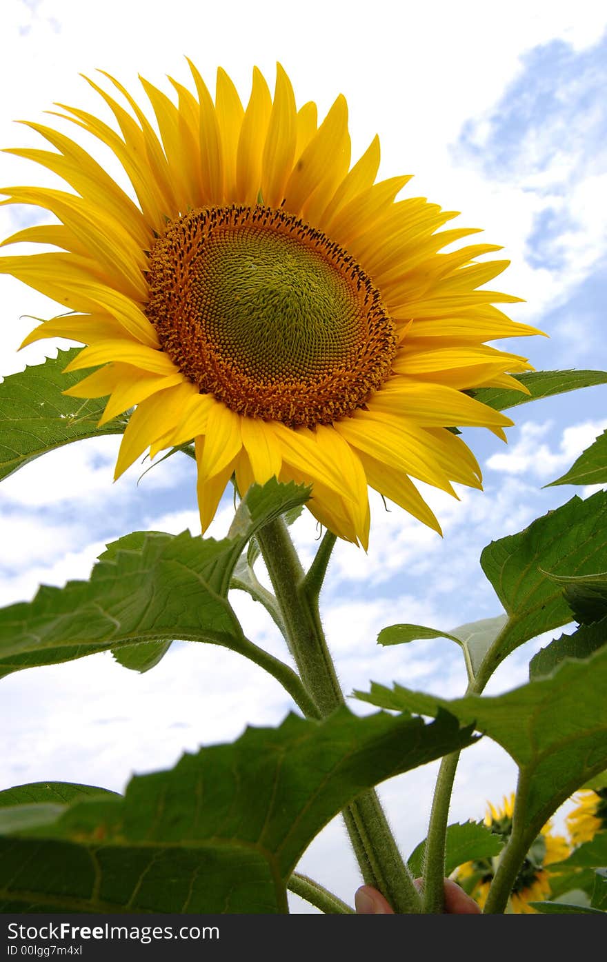 Joyous sunflower grow up on the meadow on the background of the sky