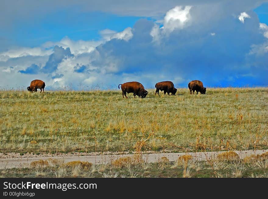 Feeding bison in Utah national park