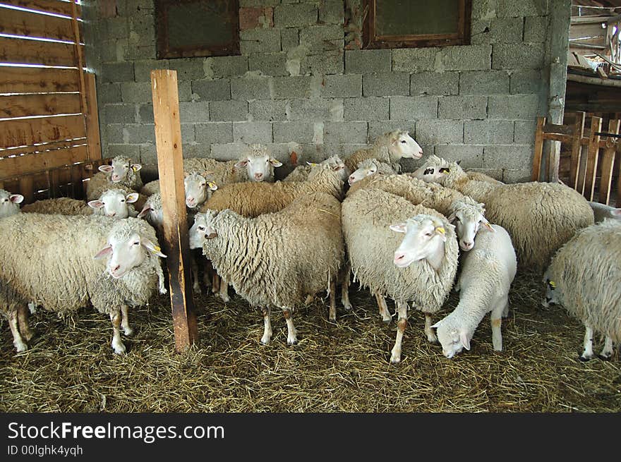 Sheeps together in the barn. Sheeps together in the barn