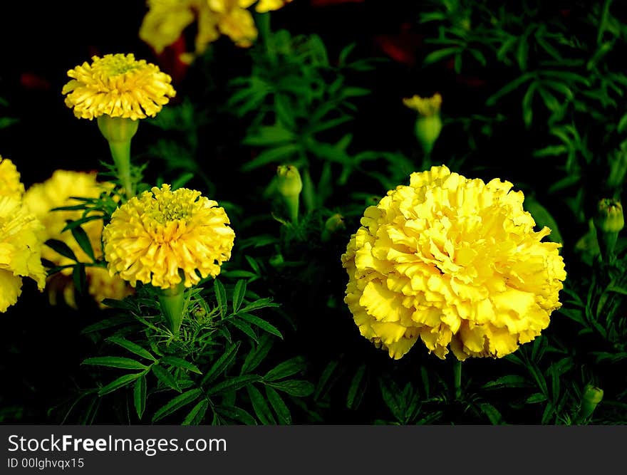 Chrysanthemum