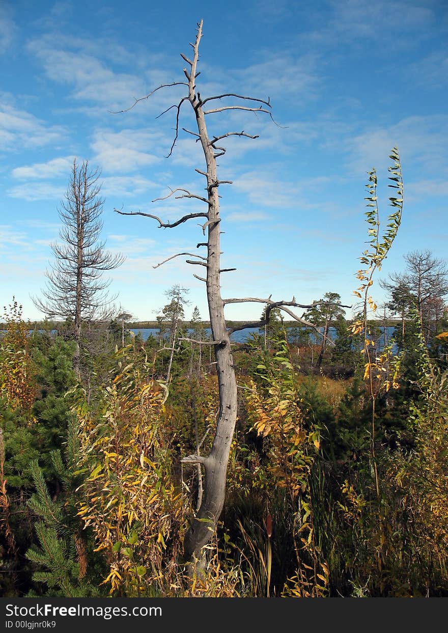 Dry tree on swamp. Autumn.