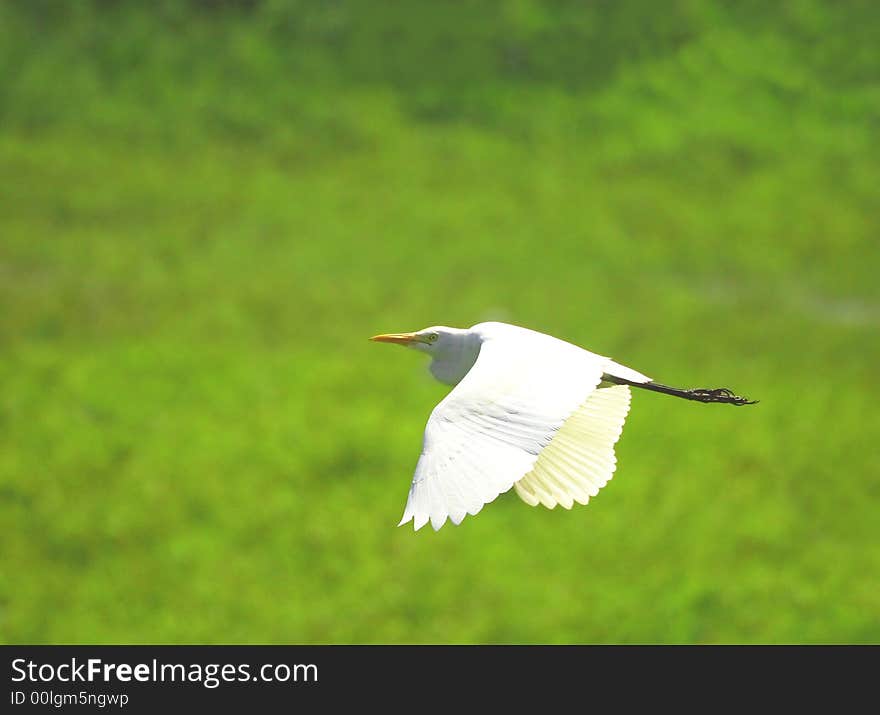 A Egret flying over the green meadow