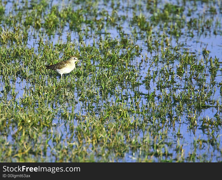 Spotted Sandpiper