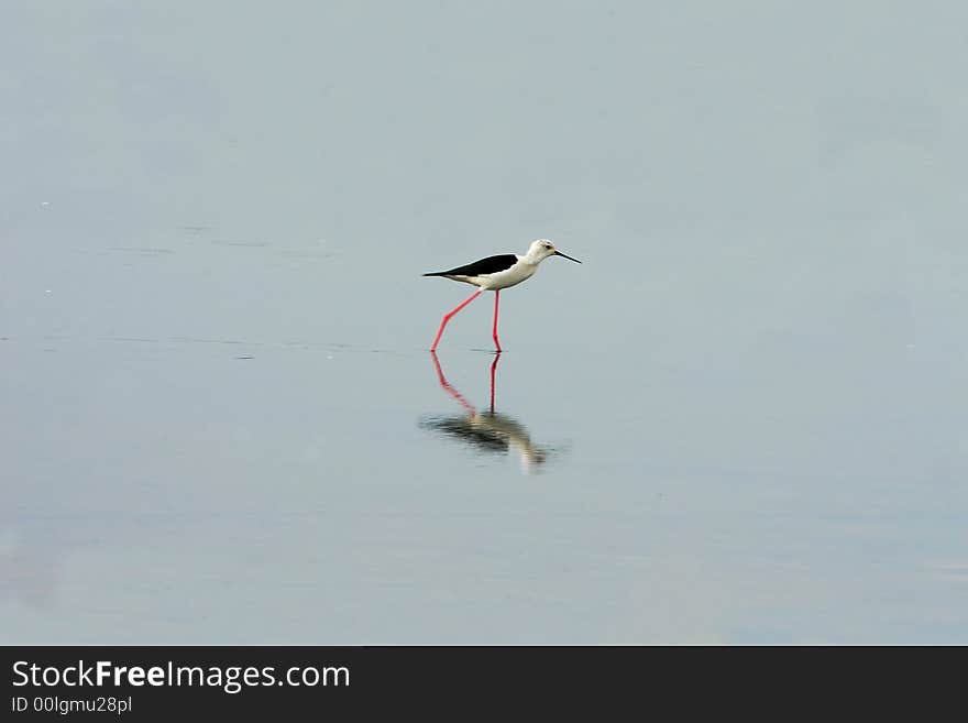 White Breasted Sandpiper