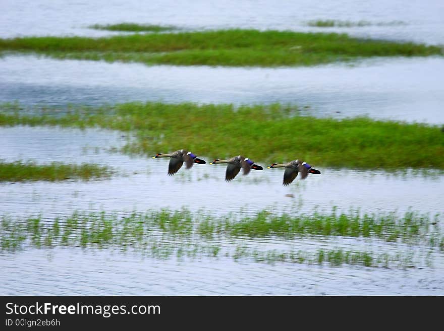 Three wild ducks are flying in the wetland