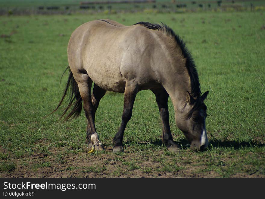 Grey horse eating in a pastures field