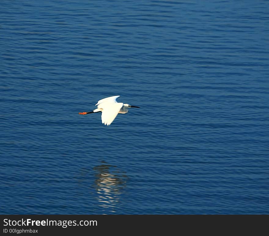 Egret flying