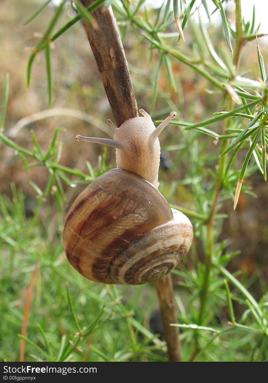 Snail