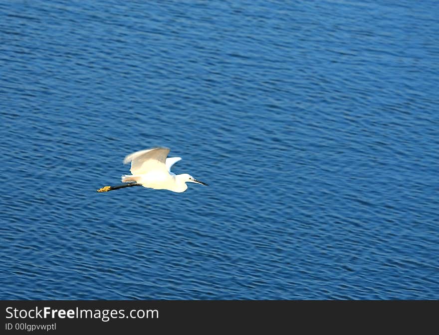 A Egret flying over the blue river