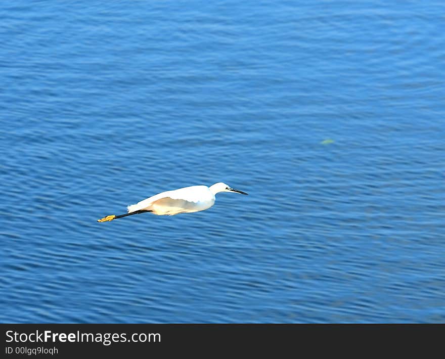 Egret Flying