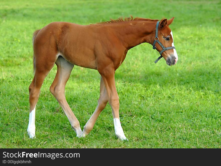 Foal Walking On Grass