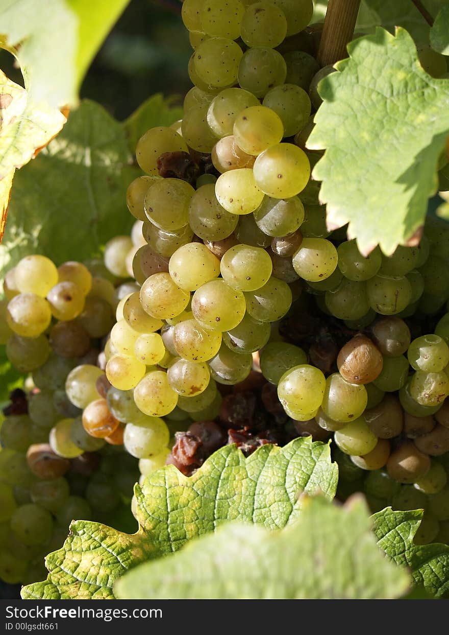 White grapes