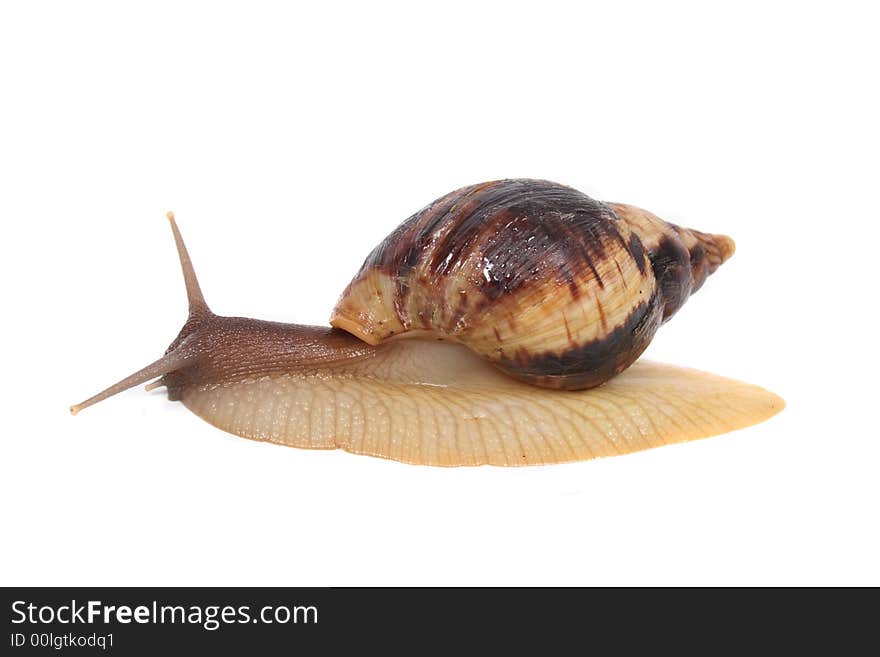 Big and brown snail on the white background