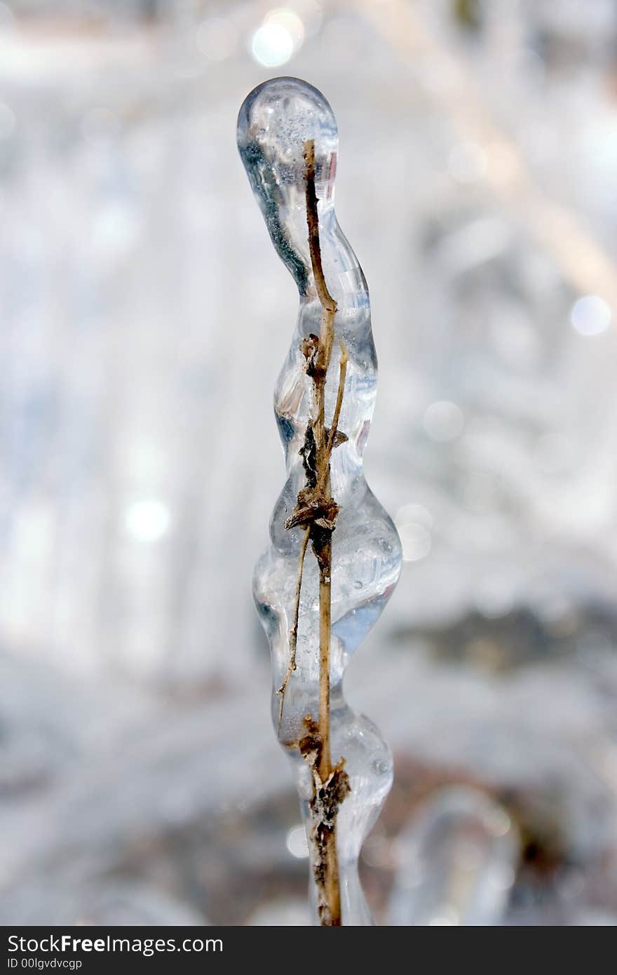 A weed encapsulated in a bubble of ice. A weed encapsulated in a bubble of ice