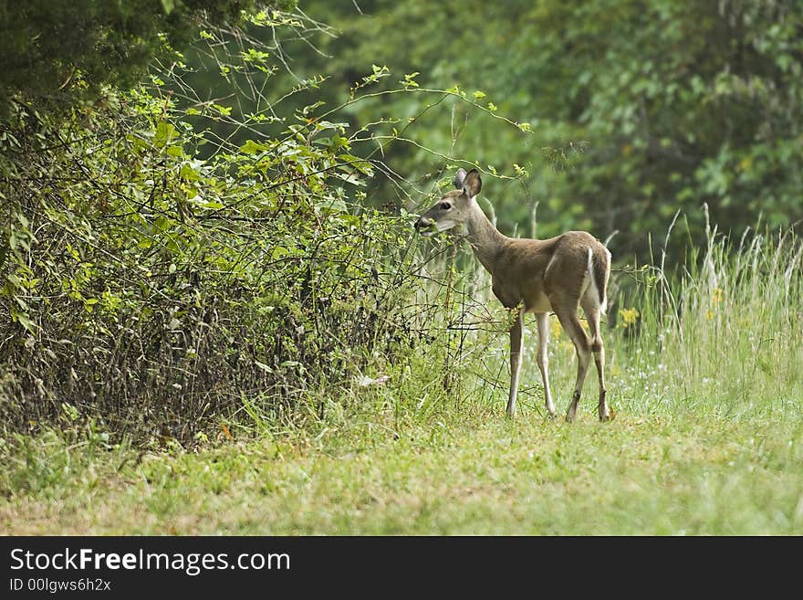 Young Deer