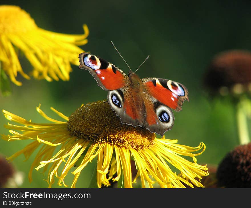 A butterfly on the flower