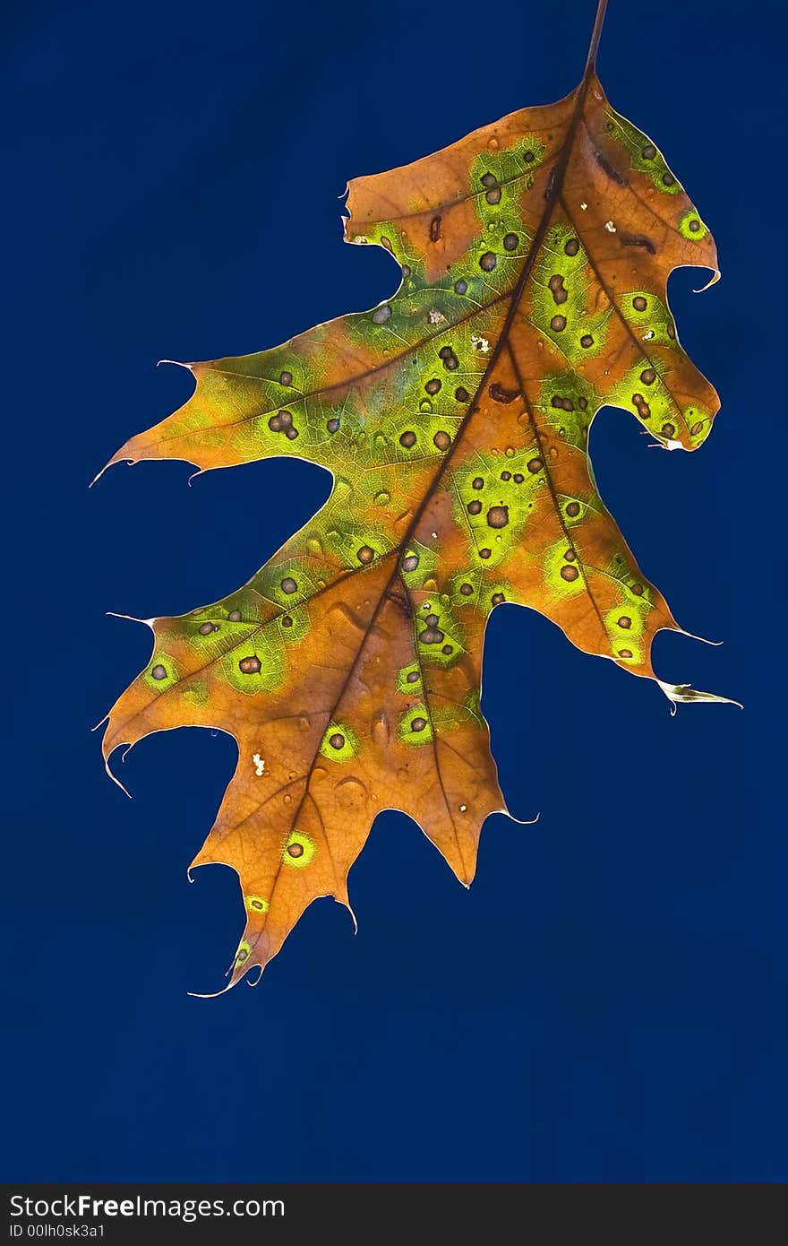 Beautifully colored leaf lit from behind with a deep blue background. Beautifully colored leaf lit from behind with a deep blue background.