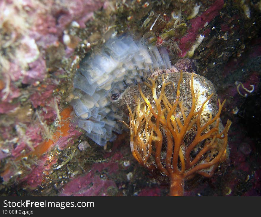 Macro photograph of Hairy triton mother snail brooding her eggs with a large holdfast of a kelp attached to her shell. Macro photograph of Hairy triton mother snail brooding her eggs with a large holdfast of a kelp attached to her shell.