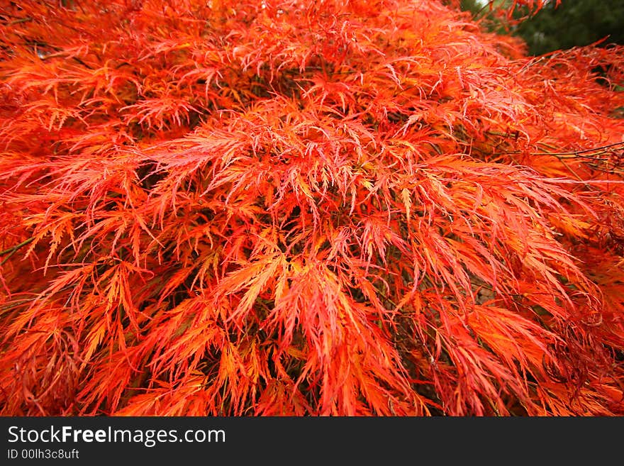 Japanese fire bushes in fall - detail for use as a design background. Japanese fire bushes in fall - detail for use as a design background