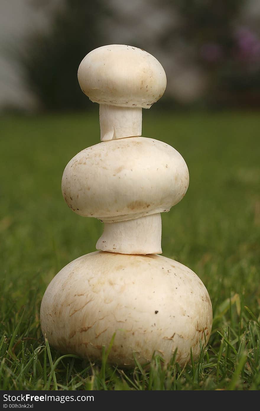 Champignon Pyramid On Grass