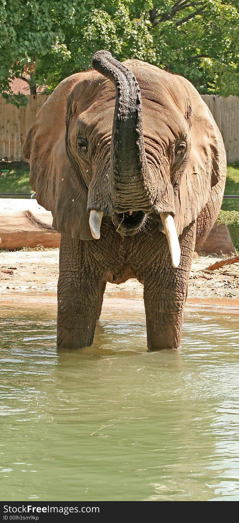 Playful elephant cooling off in the water on a hot day at the zoo. Playful elephant cooling off in the water on a hot day at the zoo