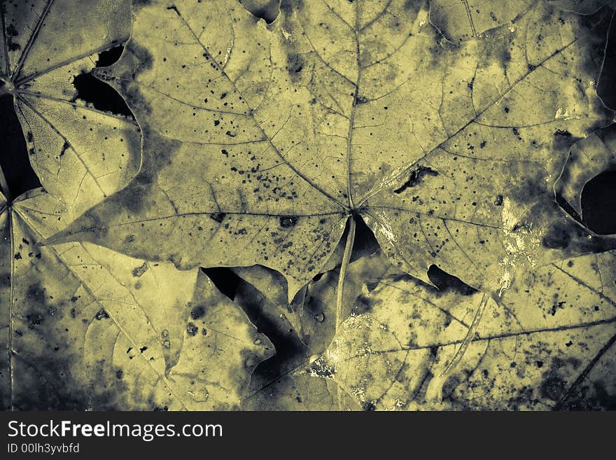 Grunge dirty organic autumn mix: mist-green colored autumn leaves. Grunge dirty organic autumn mix: mist-green colored autumn leaves