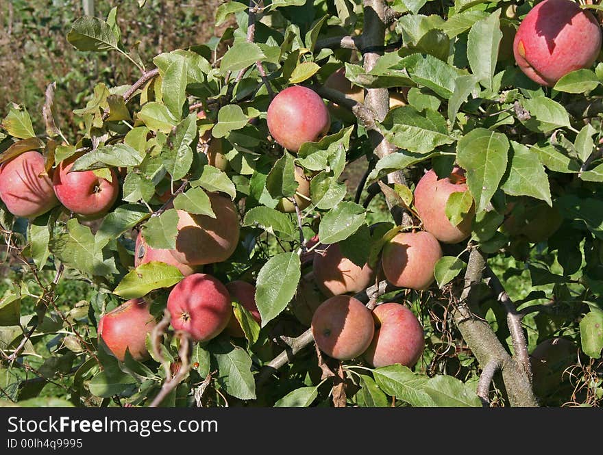 These apples are pick in fall season. These apples are pick in fall season