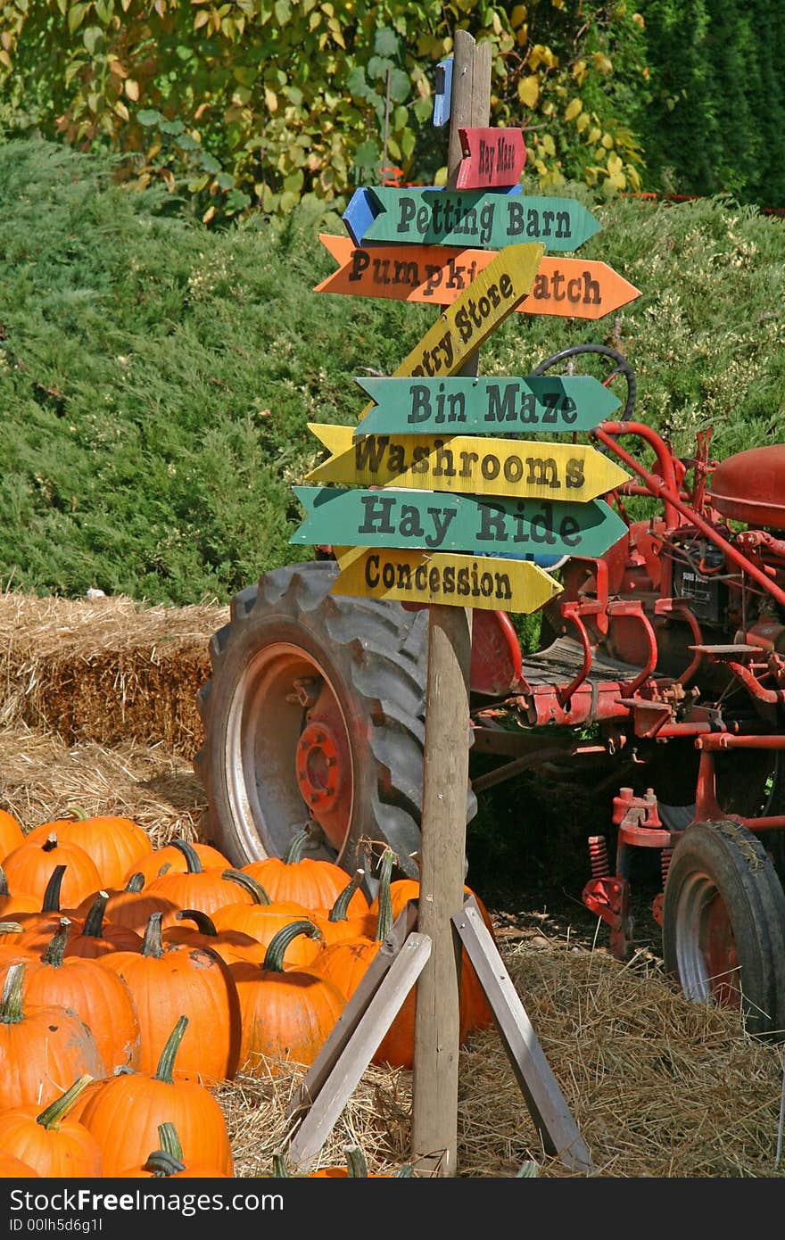 Wooden sign in a pumpkin patch. Wooden sign in a pumpkin patch