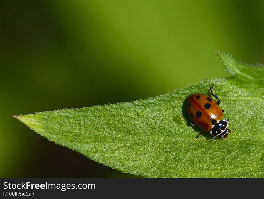 Lady-beetle