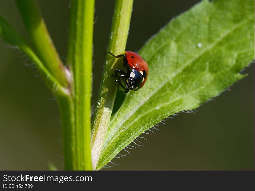 Lady-beetle