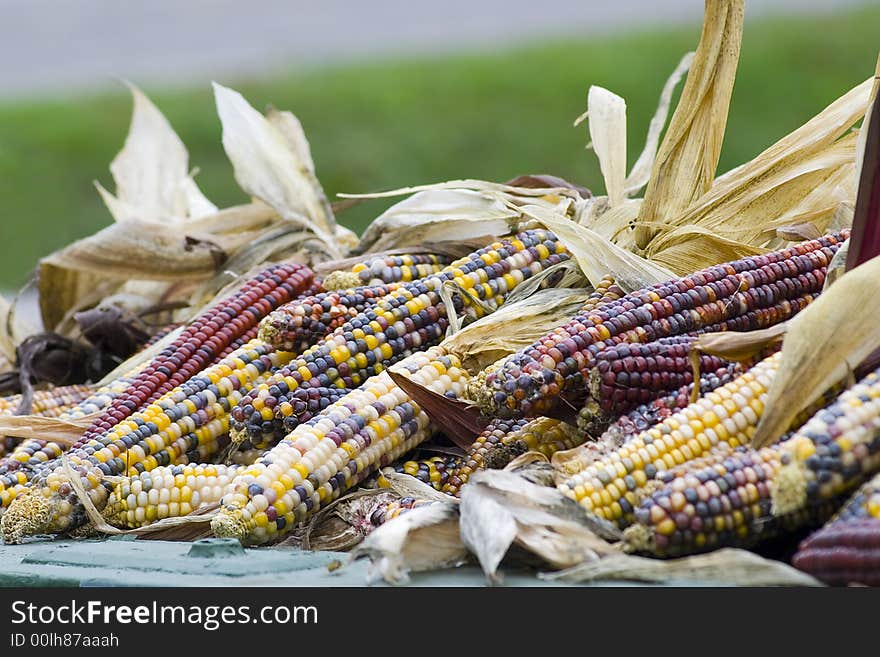 A harvest of colourful and decorative corn cobs. A harvest of colourful and decorative corn cobs