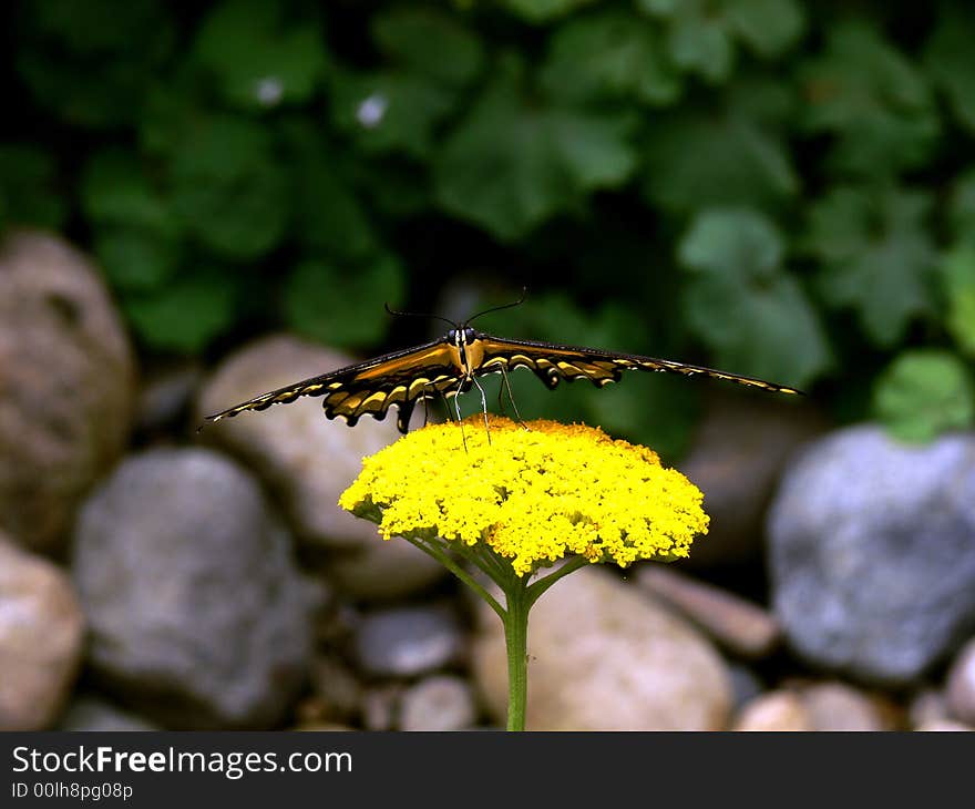 Stealth Butterfly