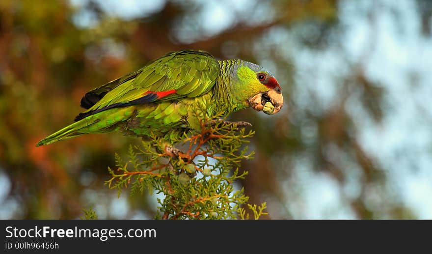 Red-crowned Parrot (Female) in a tree