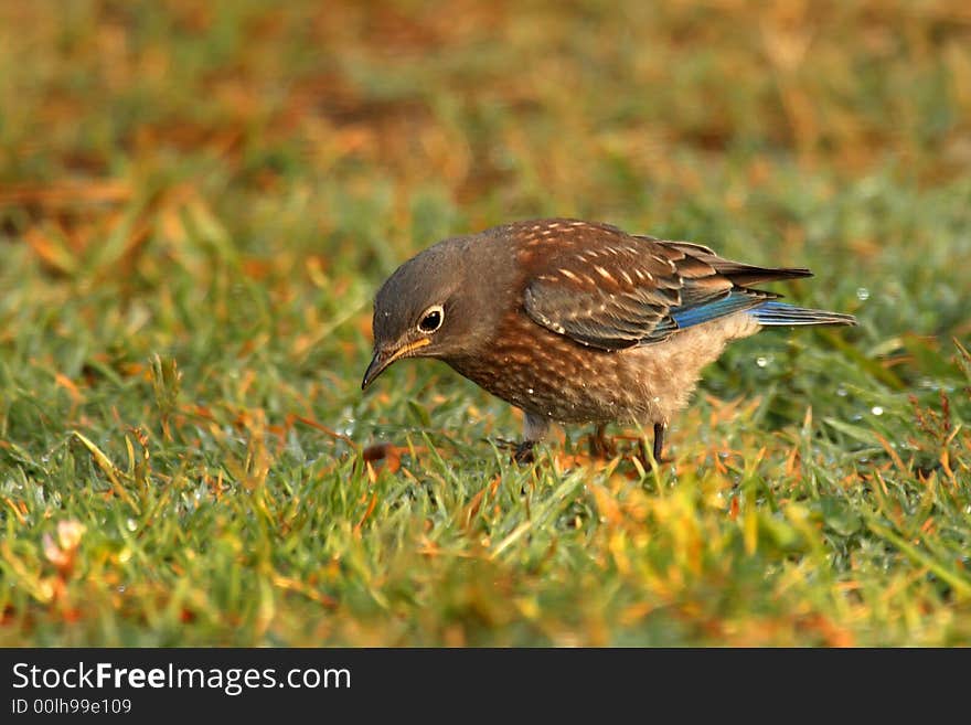 Western Bluebird