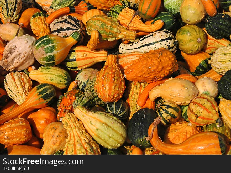 Gourds harvested at Thanksgiving time. Gourds harvested at Thanksgiving time