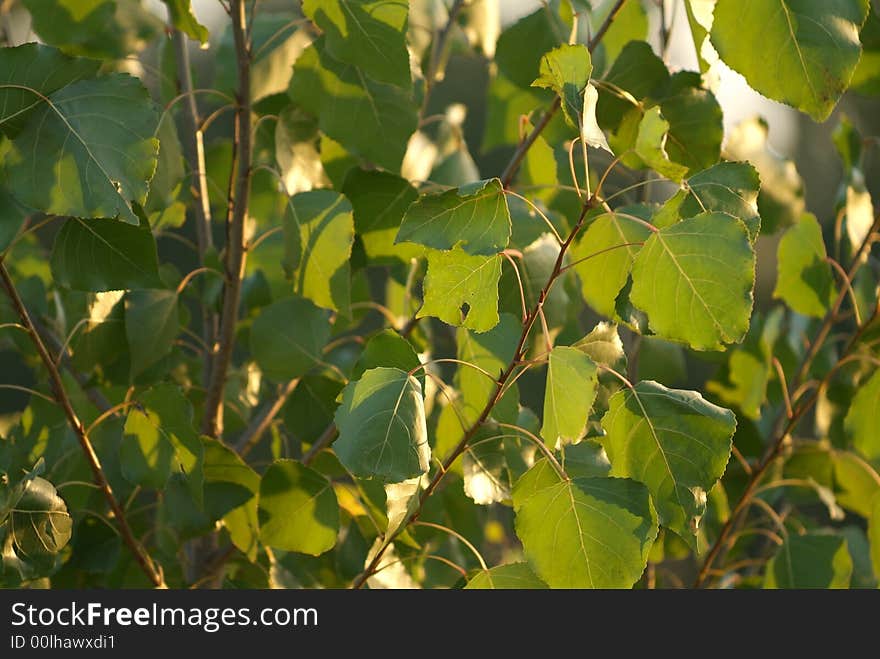 Shaked Leaves