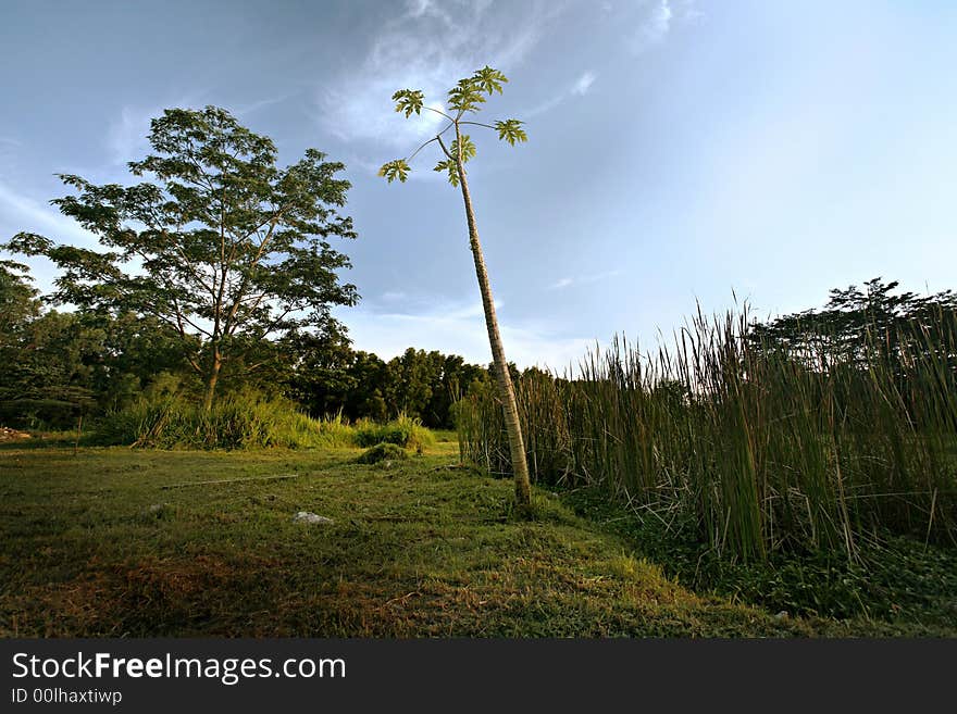 Green grass and forest beyond. Green grass and forest beyond