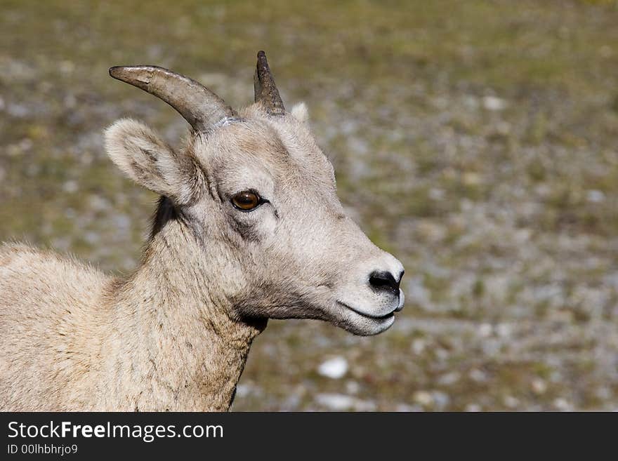 Rocky Mountain Sheep