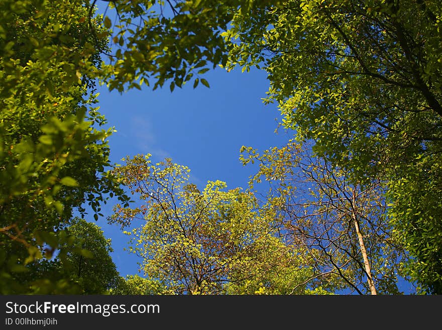 Tree branches and leaves in the afternoon sun. Tree branches and leaves in the afternoon sun