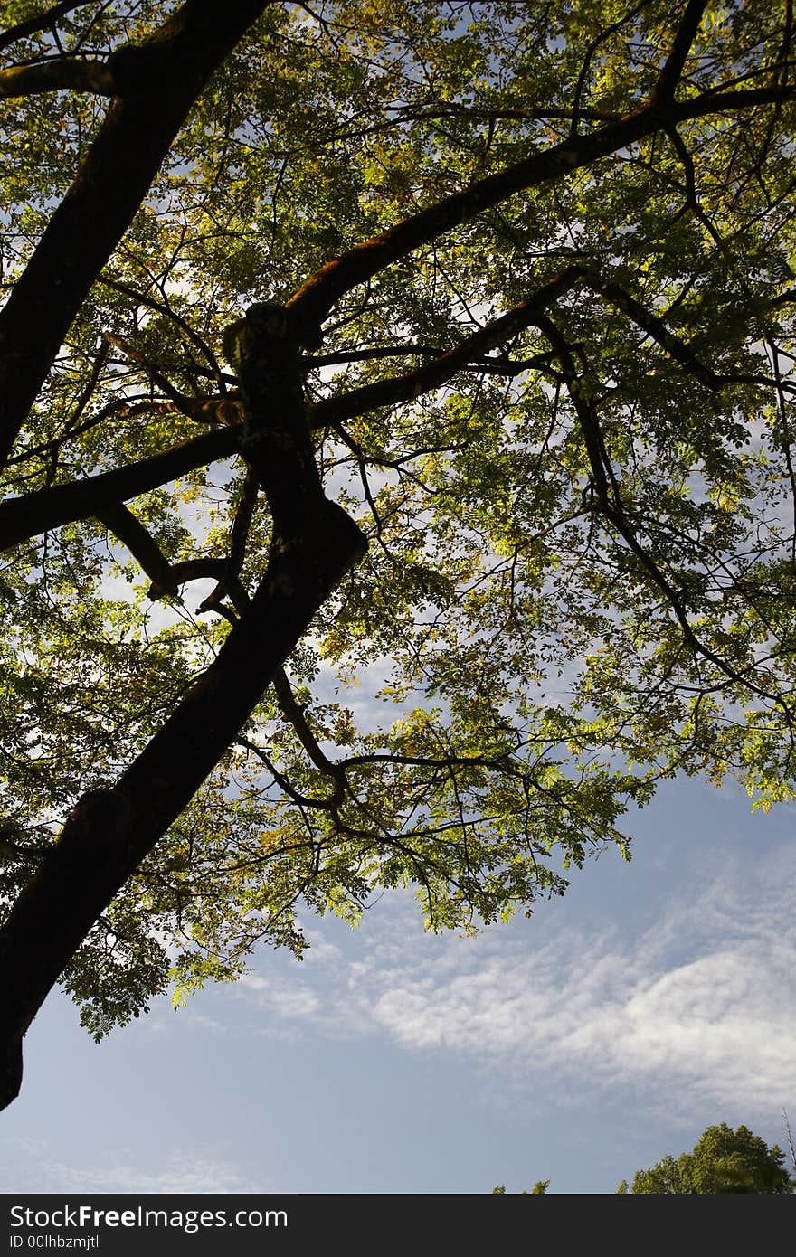 Tree branches and leaves in the morning sun. Tree branches and leaves in the morning sun