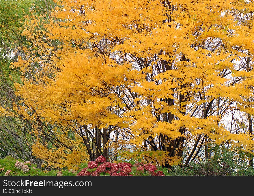 Fall leaves in it's peak season in pacific Northwest. Fall leaves in it's peak season in pacific Northwest