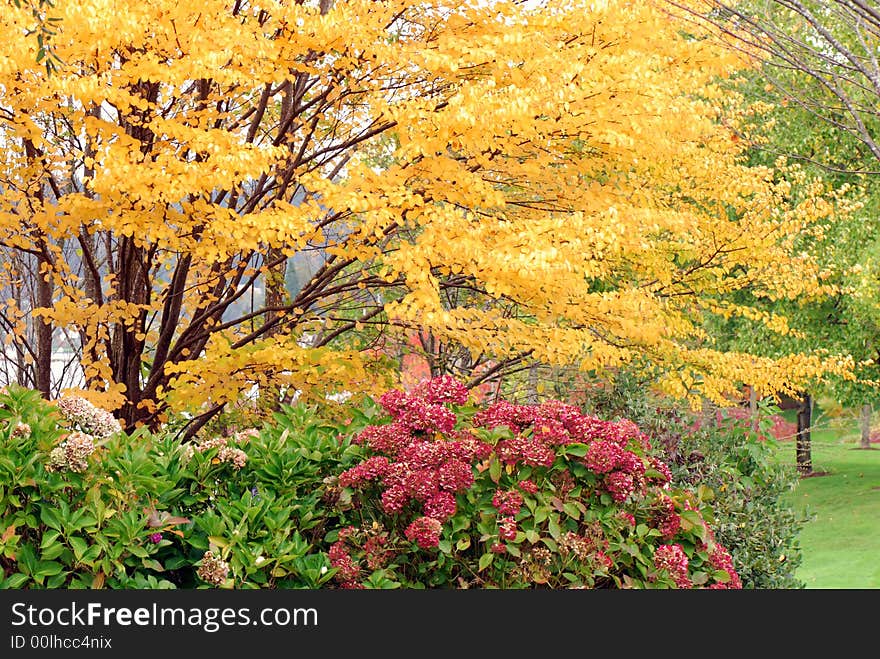 Fall leaves in it's peak season in pacific Northwest. Fall leaves in it's peak season in pacific Northwest