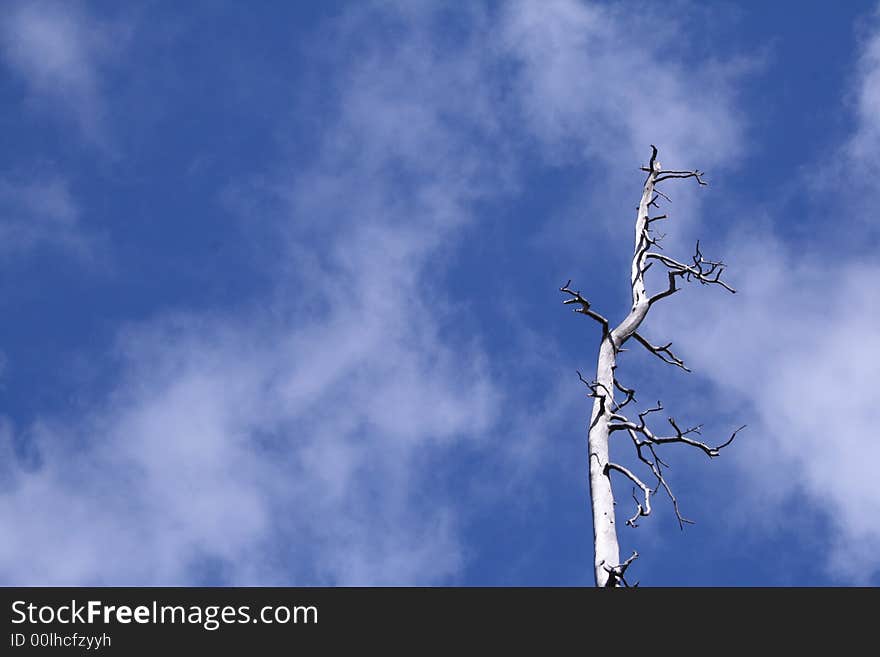 A dead tree shot from the base. A slightly clouded blue sky for the back drop. tree to the right in a landscape format. A dead tree shot from the base. A slightly clouded blue sky for the back drop. tree to the right in a landscape format