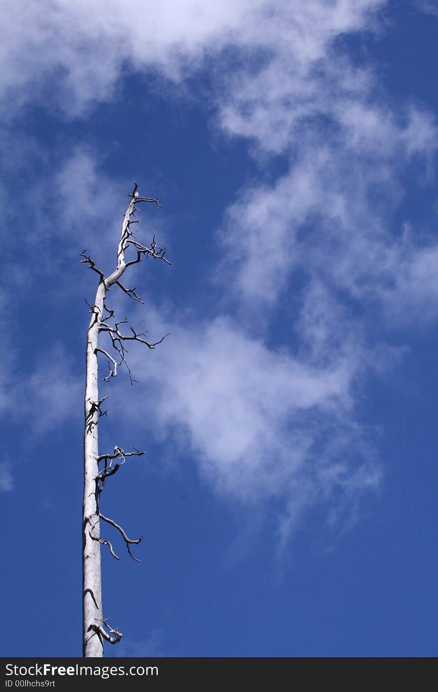 A single dead tree in the left of the frame with a cloudy blue sky back ground. A single dead tree in the left of the frame with a cloudy blue sky back ground