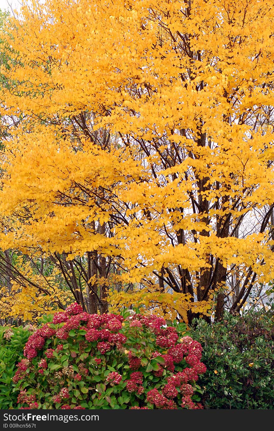 Yellow and Red Leaves